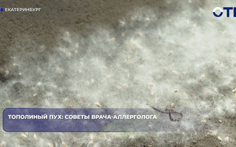 Врач рассказала, как пережить сезон тополиного пуха в Екатеринбурге