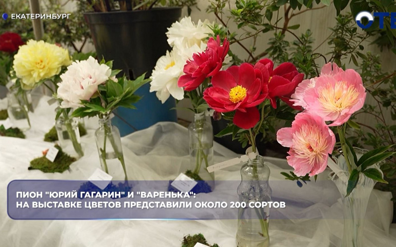 В Ботаническом саду Екатеринбурга открылась выставка 200 сортов пионов