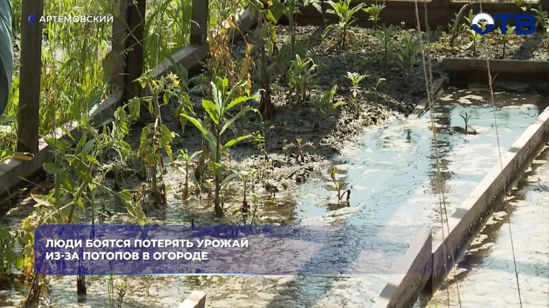 Огороды в Артёмовском ушли под воду: подтоплены около 100 участков