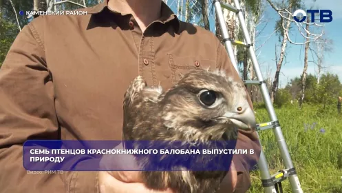 Семь птенцов краснокнижного балобана выпустили в Каменском районе