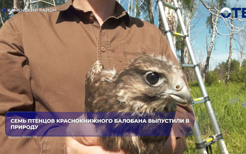 Семь птенцов краснокнижного балобана выпустили в Каменском районе