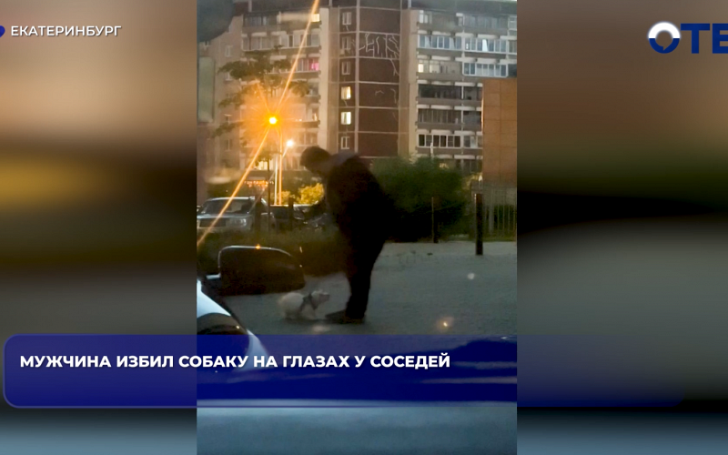 В Екатеринбурге мужчина избил собаку на глазах у соседей