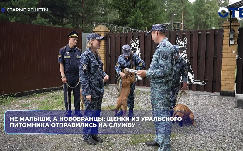 Щенки из уральского питомника отправились на службу в Башкортостан