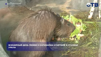 Екатеринбургский зоопарк впервые отметил Всемирный день любви к капибарам