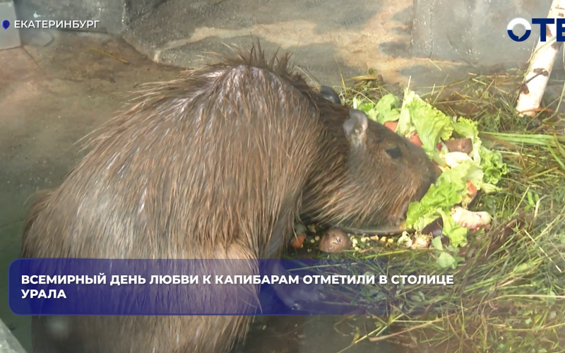Екатеринбургский зоопарк впервые отметил Всемирный день любви к капибарам