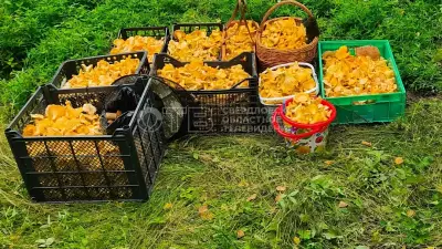 В Артях грибники собирают лисички вёдрами