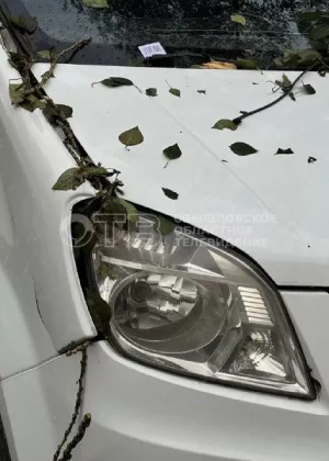 Кто должен платить за упавшее на машину дерево: советы адвоката