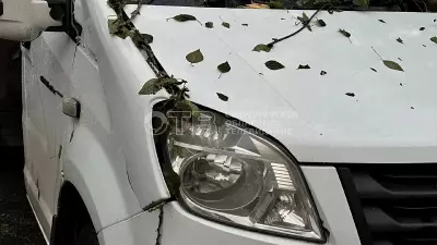 Кто должен платить за упавшее на машину дерево: советы адвоката