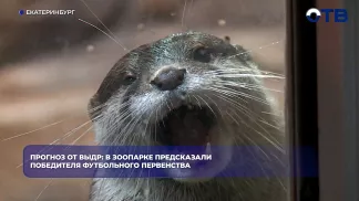 Выдры Лилия и Маргарита в Екатеринбургском зоопарке предсказали победу Испании в футболе