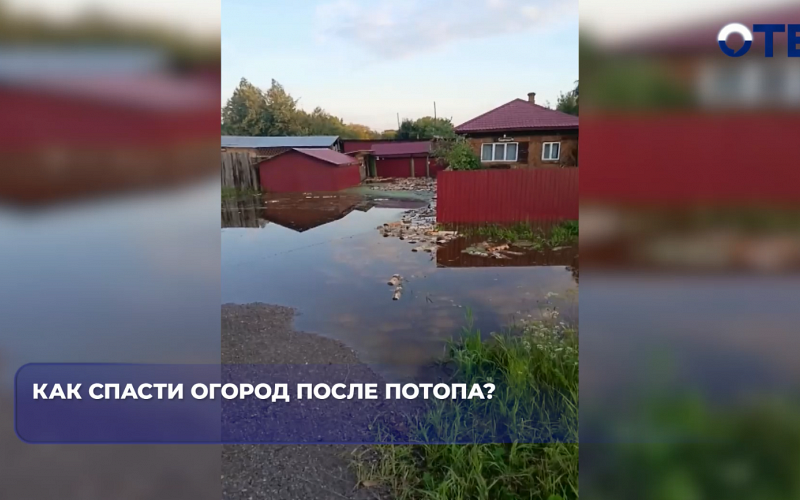 Дожди и паводок уничтожили урожай свердловских дачников: садоводы спасают то, что осталось