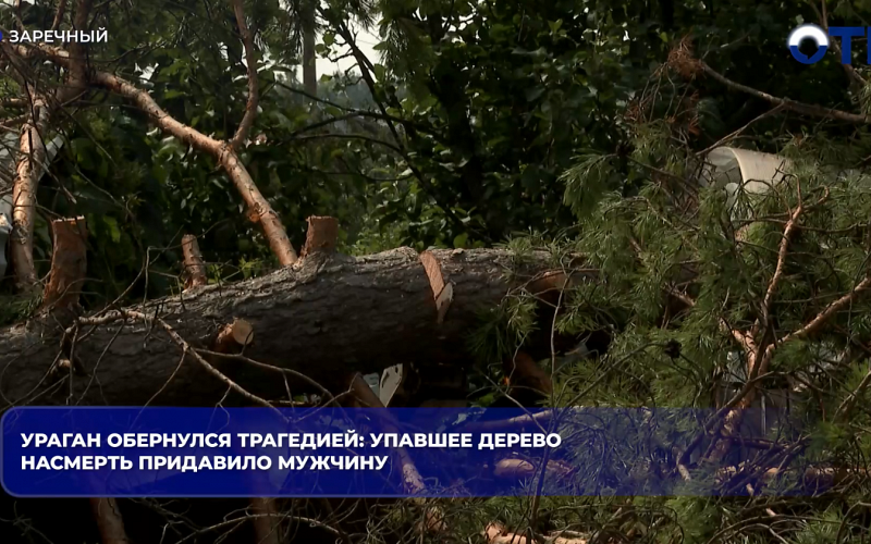 В Заречном во время урагана упавшее дерево насмерть придавило 74-летнего дачника