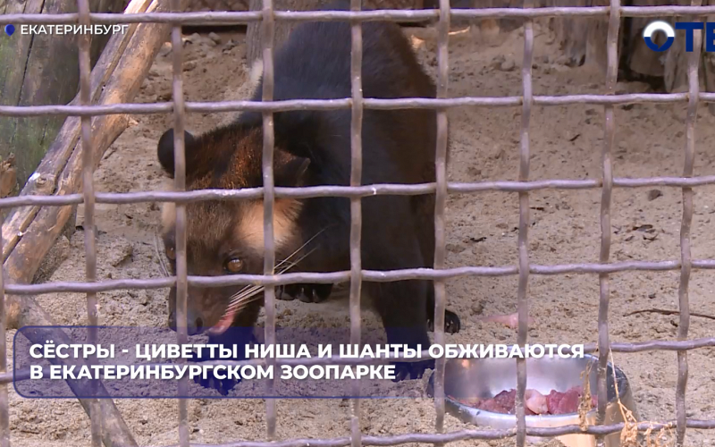 В Екатеринбургский зоопарк из Новосибирска приехали две масковые пальмовые циветты — сёстры Ниша и Шанти