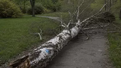 Старая берёза рухнула на подростка, потому что её забыли срубить