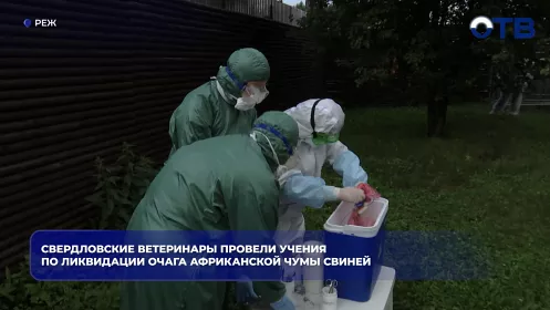 Свердловские ветеринары провели учения по ликвидации очага африканской чумы свиней