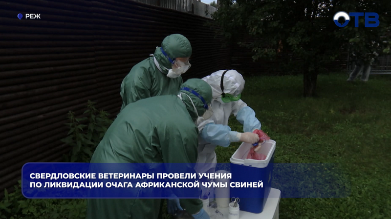 Свердловские ветеринары провели учения по ликвидации очага африканской чумы свиней