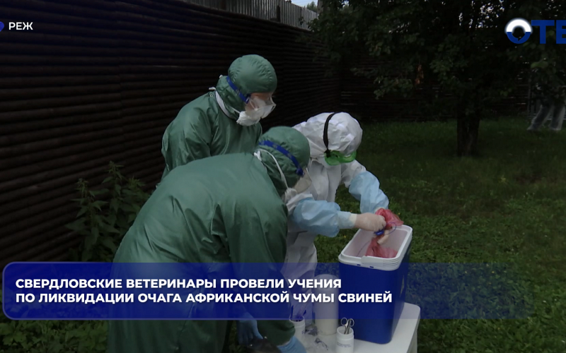 Свердловские ветеринары провели учения по ликвидации очага африканской чумы свиней