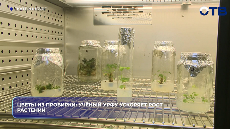 Цветы из пробирки: учёный УрФУ ускоряет рост растений