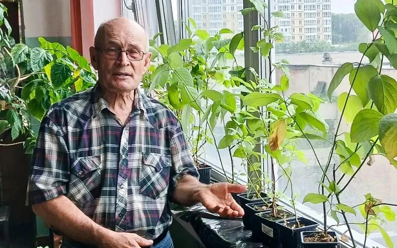Отходы — в кедры: учёные вырастили лес на шлаке и нечистотах