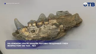 На Южном Урале нашли логово пещерных гиен возрастом 130 тыс. лет