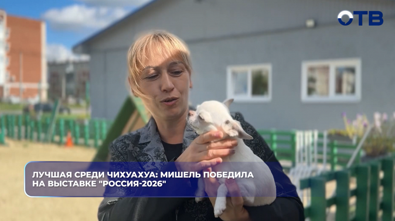 Лучшая среди чихуахуа: Мишель победила на выставке "Россия-2026"