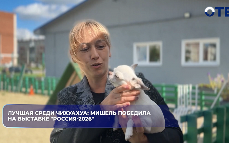 Лучшая среди чихуахуа: Мишель победила на выставке "Россия-2026"