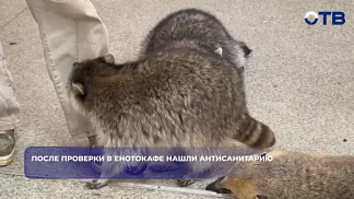 Россельхознадзор выявил антисанитарию и нарушения в енотокафе Екатеринбурга