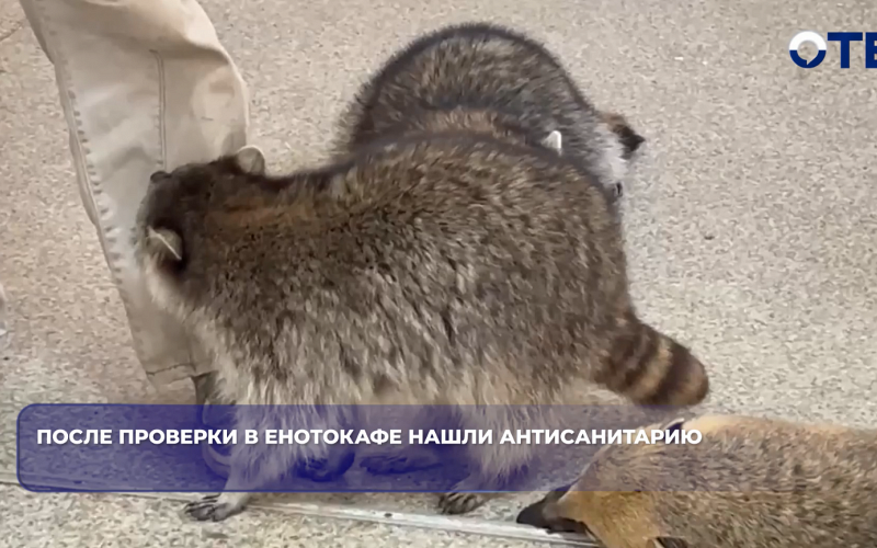 Россельхознадзор выявил антисанитарию и нарушения в енотокафе Екатеринбурга