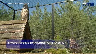 Краснокнижных филинов выпустят на волю