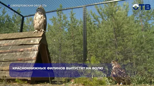 Краснокнижных филинов выпустят на волю