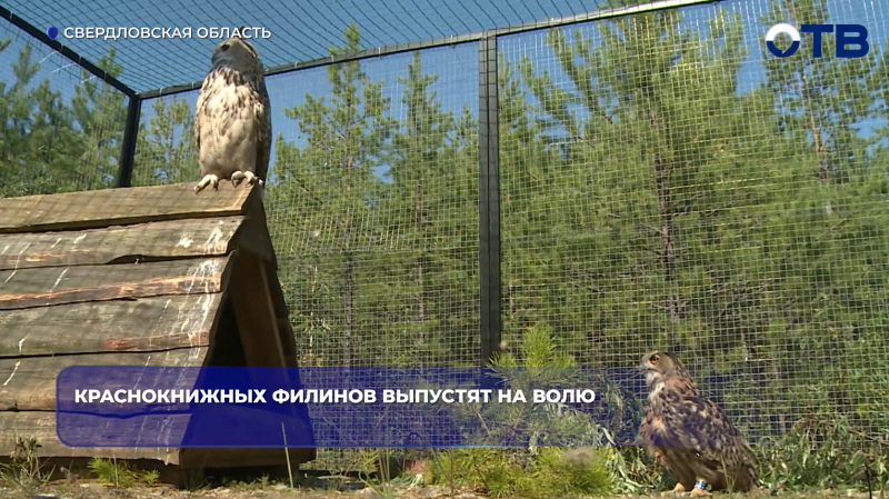 Краснокнижных филинов выпустят на волю