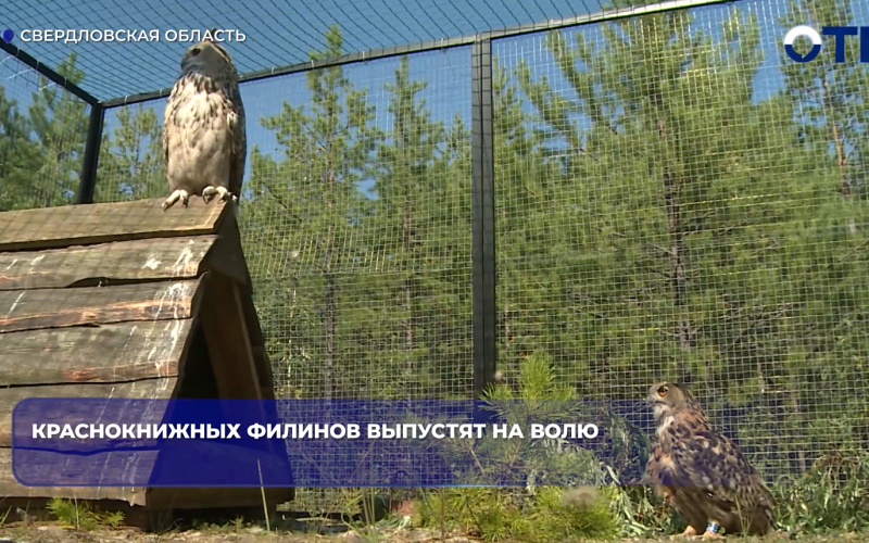 Краснокнижных филинов выпустят на волю