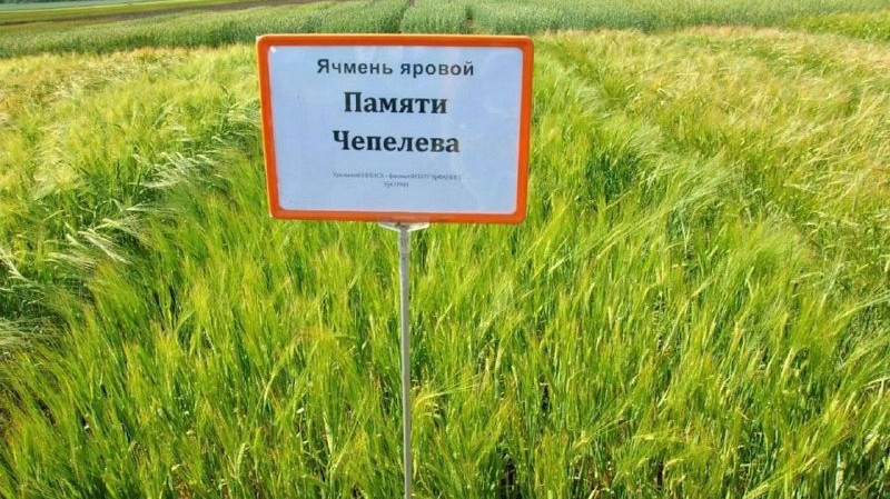 Уральский ячмень «Памяти Чепелева» признан лучшим сортом в России