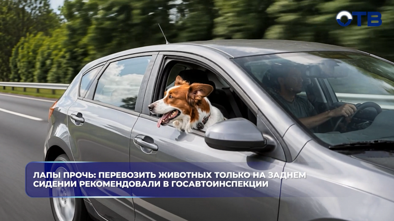 Лапы прочь: перевозить животных только на заднем сидении рекомендовали в Госавтоинспекции
