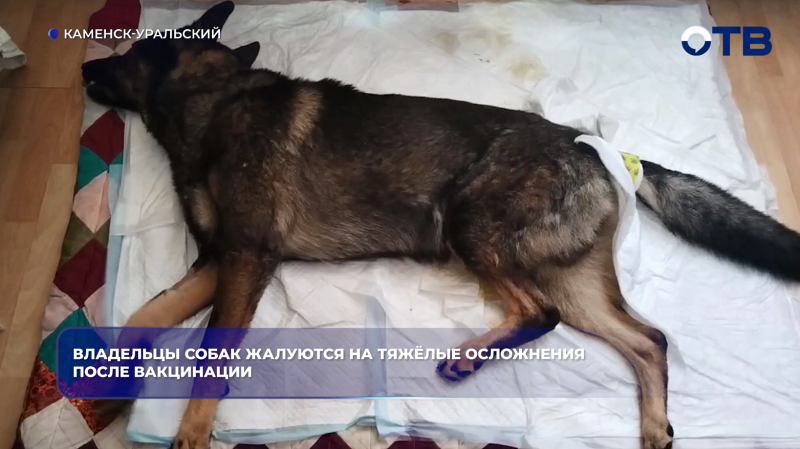 Владельцы собак жалуются на тяжёлые осложнения после вакцинации