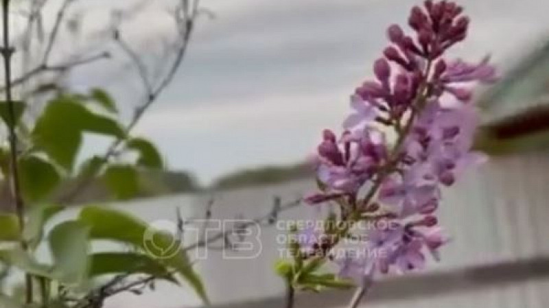 К чему приведет повторное цветение сирени в Свердловской области?
