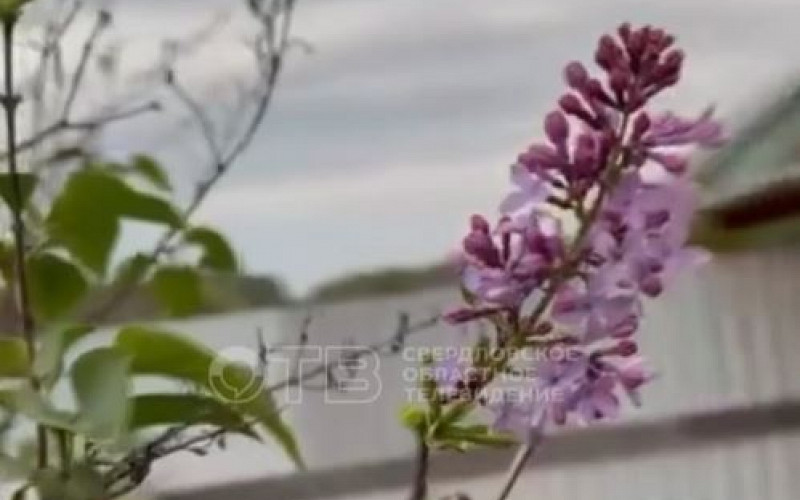 К чему приведет повторное цветение сирени в Свердловской области?