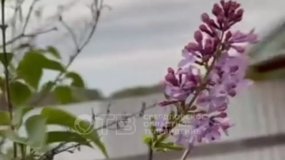 К чему приведет повторное цветение сирени в Свердловской области?
