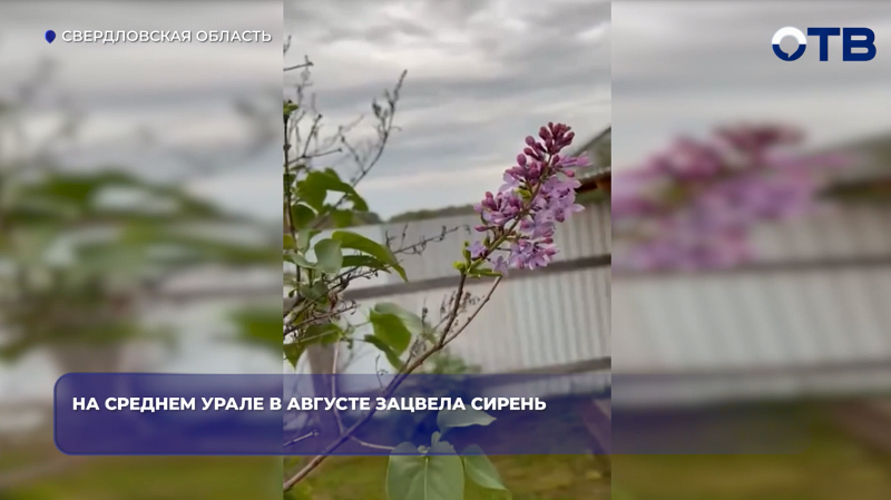 На Среднем Урале в августе зацвела сирень