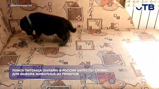 Поиск питомца онлайн: в России запустят cервис для выбора животных из приютов