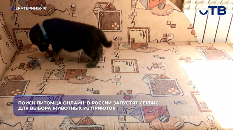 Поиск питомца онлайн: в России запустят cервис для выбора животных из приютов