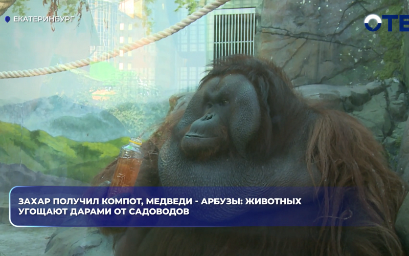 Захар получил компот, медведи - арбузы: животных угощают дарами от садоводов