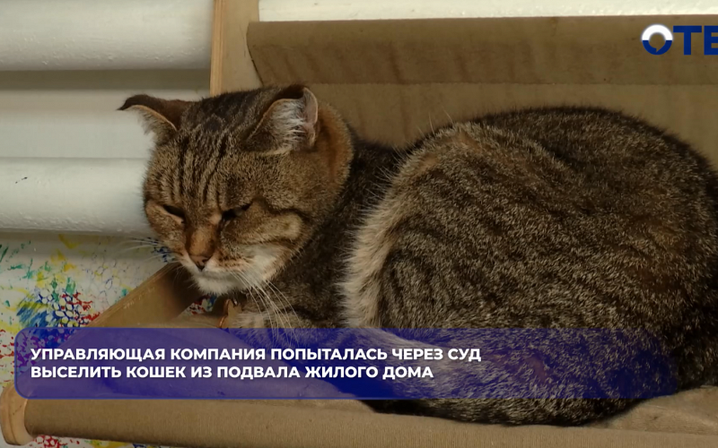 Управляющая компания попыталась через суд выселить кошек из подвала жилого дома