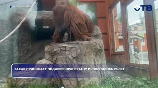 Захар принимает подарки: орангутану исполнилось 26 лет