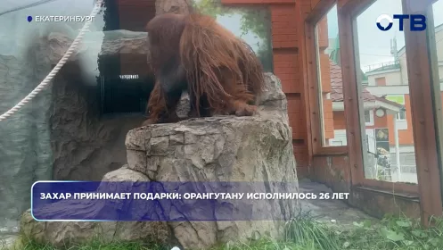 Захар принимает подарки: орангутану исполнилось 26 лет