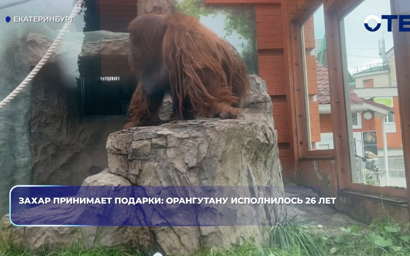 Захар принимает подарки: орангутану исполнилось 26 лет