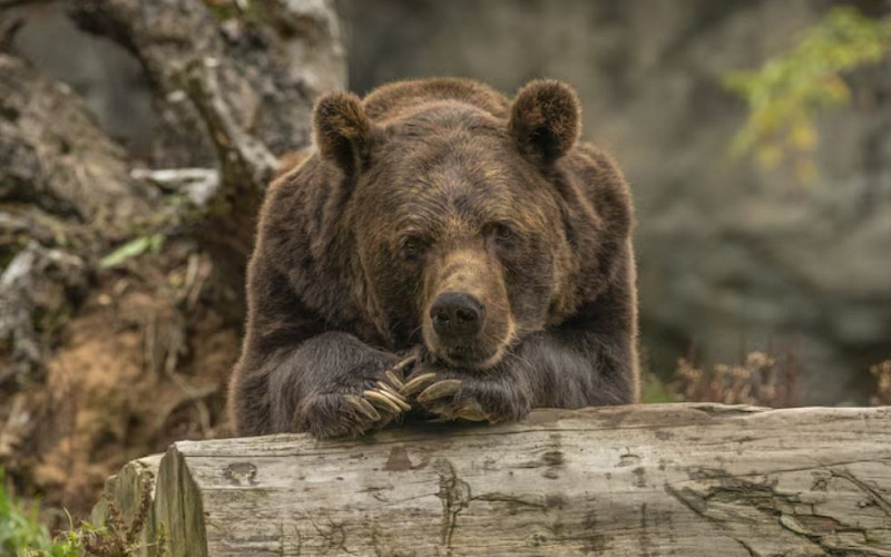 На Среднем Урале отстрелили 22 медведя
