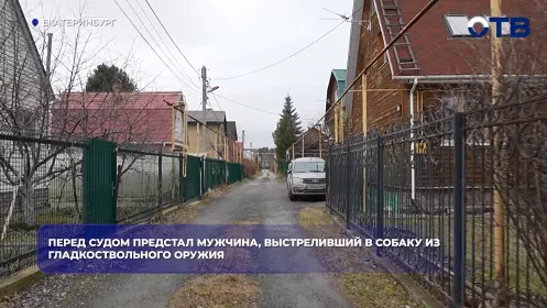 Перед судом предстал мужчина, выстреливший в собаку из гладкоствольного оружия