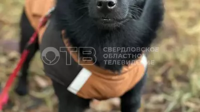 Питомцы уральцев готовятся к первому снегу