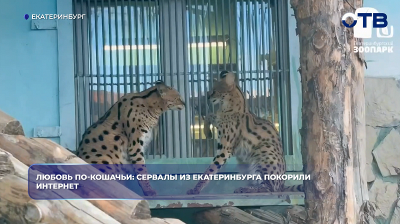 Любовь по-кошачьи: сервалы из Екатеринбурга покорили интернет