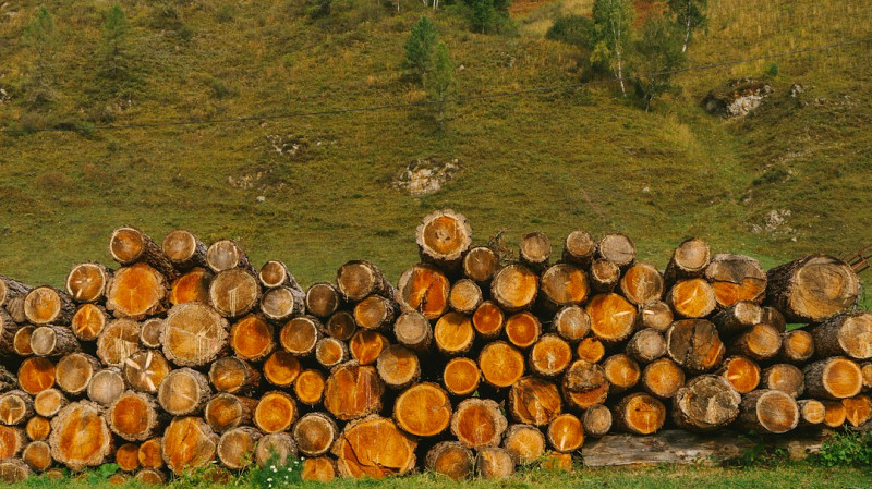 Объем незаконных рубок в Свердловской области снизился на 44%